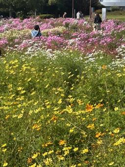 コスモス畑 コスモス,コスモス畑,花壇の写真素材
