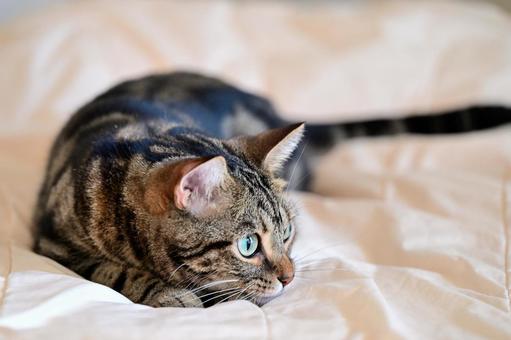 狙うねこちゃん ねこ,動物,しま模様の写真素材