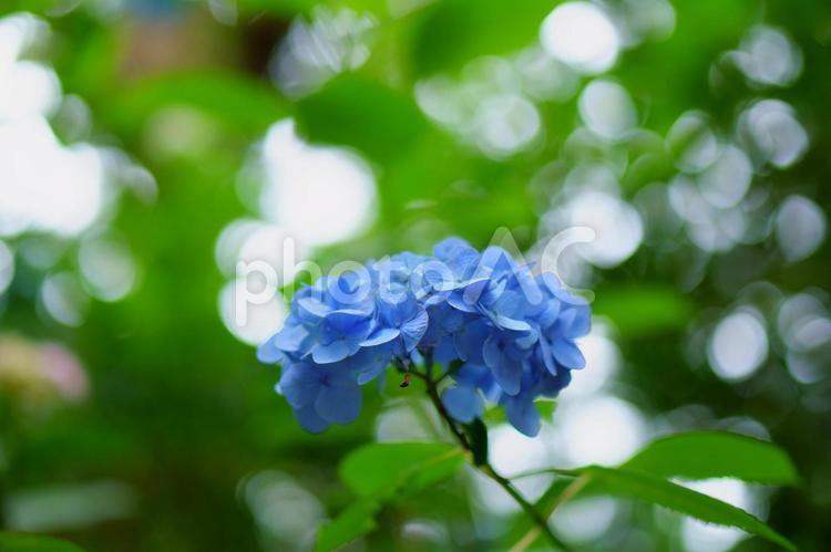 青いアジサイと玉ボケ 花,春,自然の写真素材