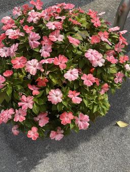 道に飾られた花 道に飾られた花 道,花,ガーデニングの写真素材