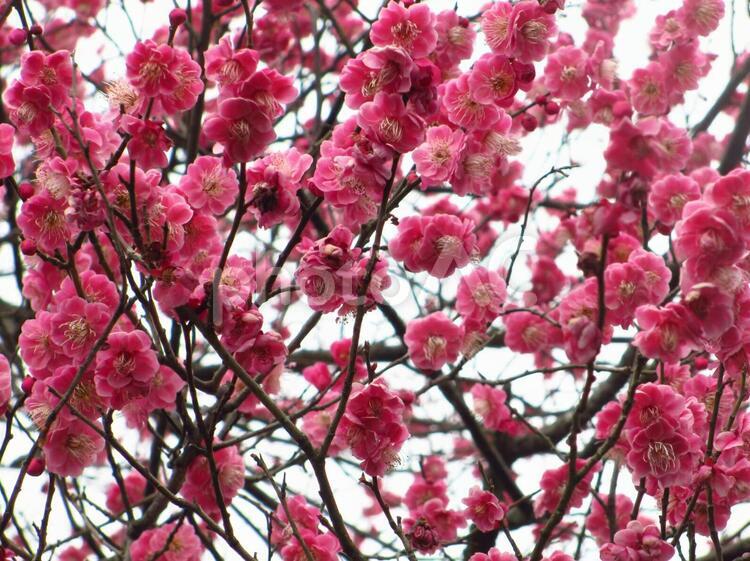 梅の花（たくさんの梅） 梅の花,うめの花,ウメの花の写真素材