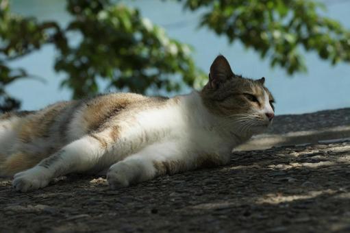 ねこ ねこ にゃんこ,可愛い,野良猫の写真素材