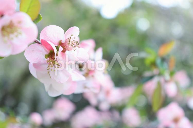 澄みきったサクラ 桜,さくら,サクラの写真素材