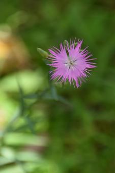 小暑の風にゆれるピンクの花:ナデシコ4 小暑の風にゆれるピンクの花:ナデシコ4の写真