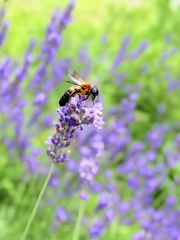 Photo, hosta sieboldii (species of plantain lily), giant resin bee, lavender, 