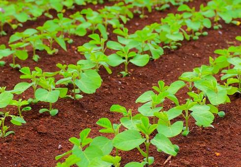 Young plants in the field Fresh organic vegetables Soil, JPG Young plants in the field Fresh organic vegetables Soil, JPG