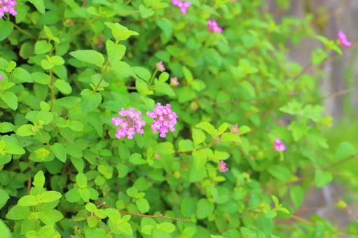 コバノランタナ 紫色の花 コバノランタナ 紫色の花 花,植物,コバノランタナの写真素材