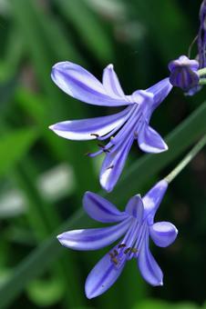 Photo, agapanthus, purple clam, murasaki kunsiran, 