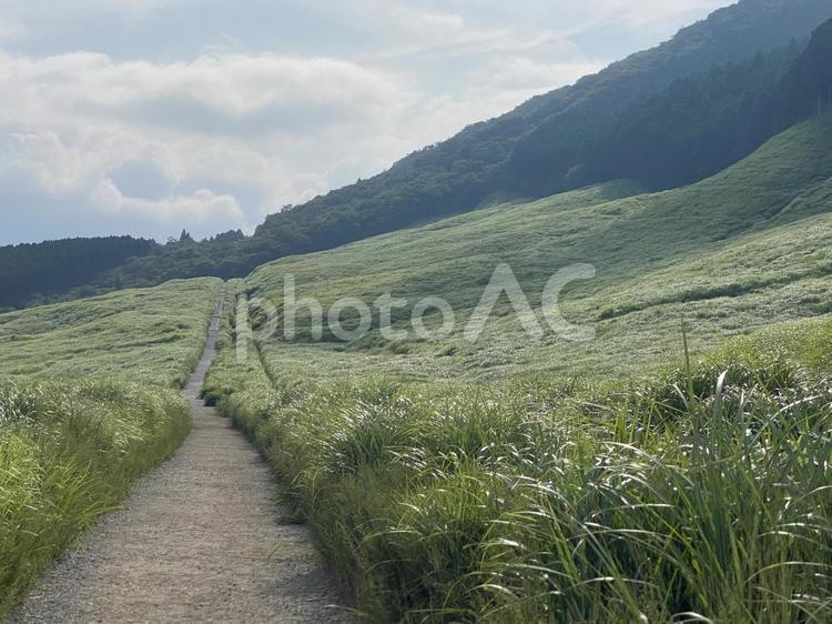 夏のすすき草原３ 自然,風景,旅の写真素材