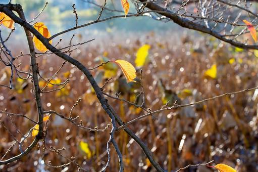 晩秋 晩秋,秋素材,不忍池の写真素材
