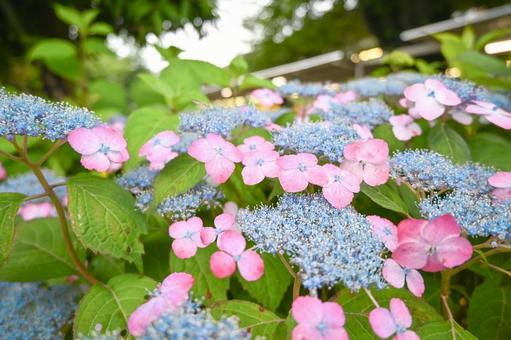 花びらがピンク色のガクアジサイ 花びらがピンク色のガクアジサイの写真