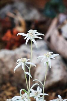 エーデルワイス５（咲くやこの花館） エーデルワイス,花,白の写真素材