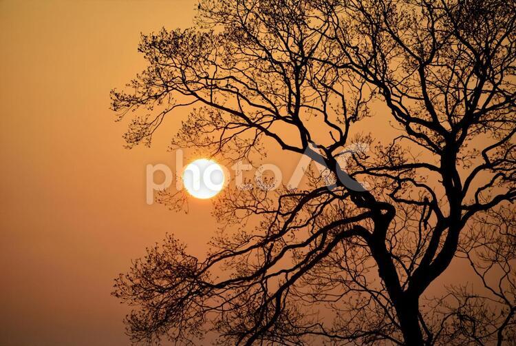 夕陽と木のシルエット 枝,背景,植物の写真素材