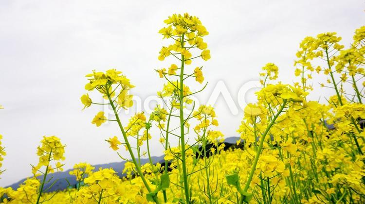 福岡県古賀市の菜の花畑 菜の花,青空,春の写真素材