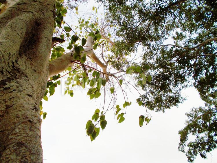 樹木 木,葉,アップの写真素材