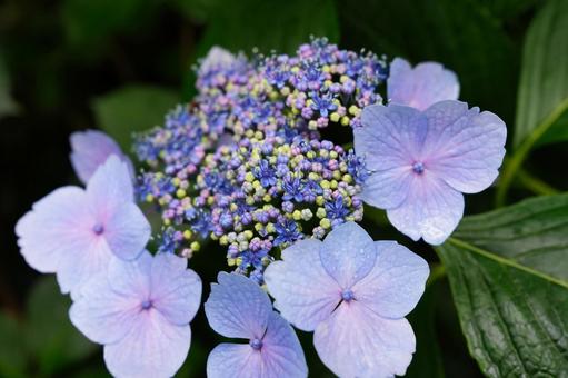 Beautiful hydrangea flowers blooming in the rainy season, JPG