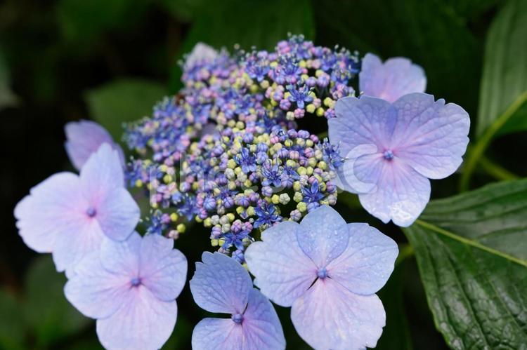 梅雨に咲く美しいアジサイの花 ガクアジサイ,梅雨,紫陽花の写真素材