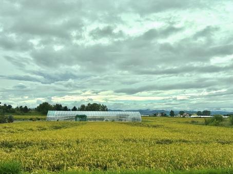 北海道 秋の田園風景 北海道 秋の田園風景の写真