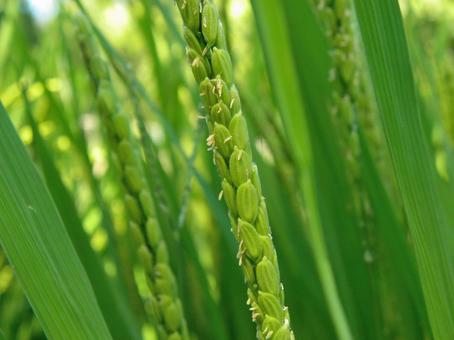 咲き始める稲の花_02 咲き始める稲の花_02 稲穂,イネ,花の写真素材