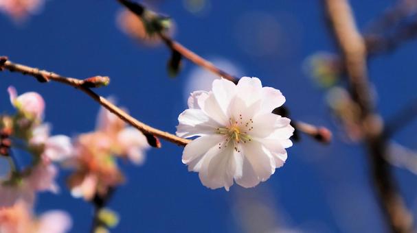 楽寿園の十月桜 十月桜,花,秋の写真素材