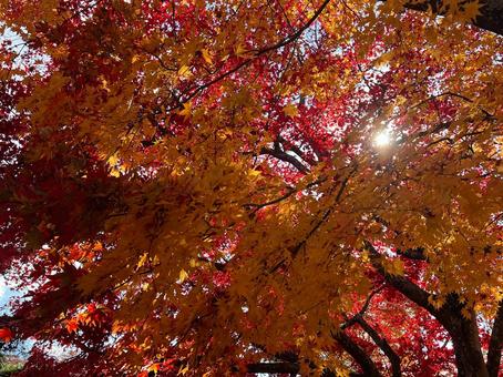 秋の紅葉の画像 もみじ,紅葉,秋の写真素材