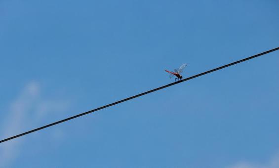 電線の上のトンボ 電線の上のトンボの写真