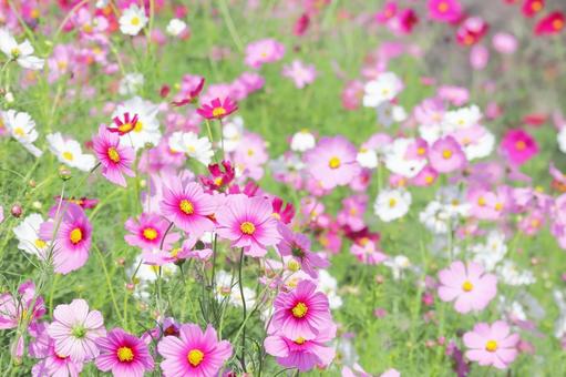満開のコスモス 満開のコスモス コスモス,花,秋桜の写真素材