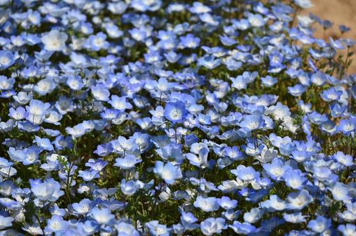 Nemophila, JPG Nemophila, JPG