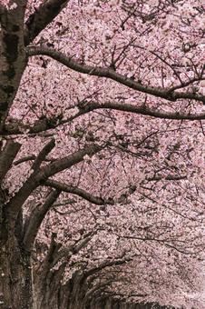 Cherry blossoms in Chikusei City, JPG Cherry blossoms in Chikusei City, JPG