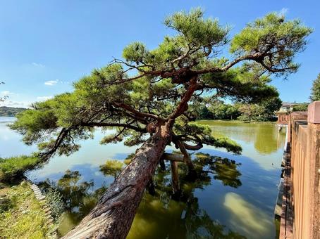 水面まで大きくせり出す大きく古い松の木 水面まで大きくせり出す大きく古い松の木 松,老松,日本庭園の写真素材
