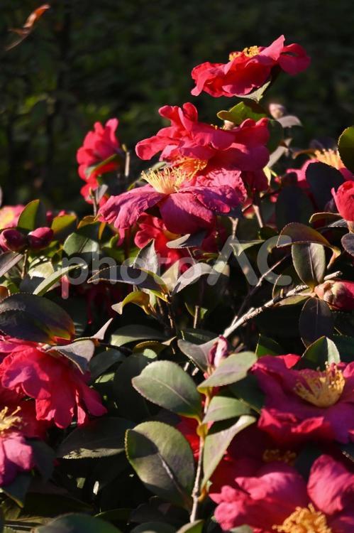 夕暮れの花 夕暮れ,花,ピンクの写真素材
