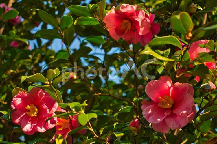 咲ききそう椿の花々 椿,ツバキ,椿園の写真素材