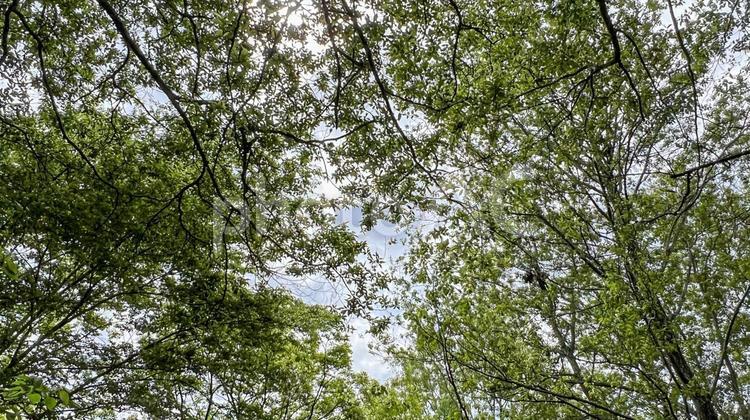 新緑と木漏れ日 水辺,緑,木の写真素材