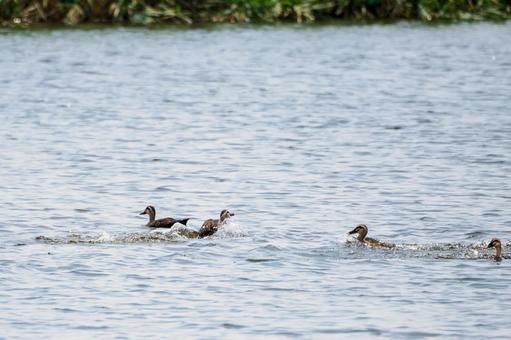 カルガモ(97) カルガモ(97)の写真