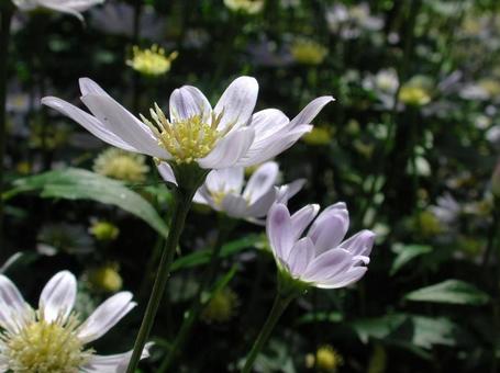 ミヤコワスレ・都忘れ ミヤコワスレ・都忘れ 草花,マクロ,素朴の写真素材