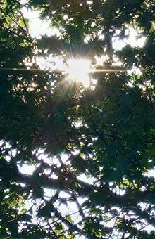 早朝の太陽 早朝の太陽の写真
