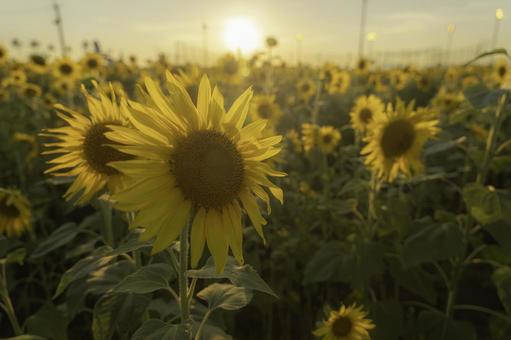 福岡-【柳川ひまわり園】 福岡-【柳川ひまわり園】 ひまわり,花,植物の写真素材