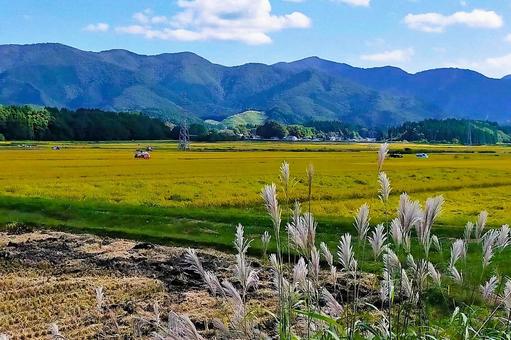 2025年9月の里山30 田んぼ,水田,稲の写真素材