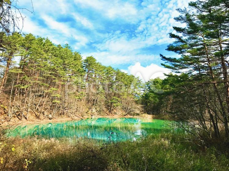 秋の五色沼　福島県裏磐梯 秋,風景,景色の写真素材