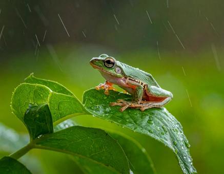 雨の日のアマガエルの写真