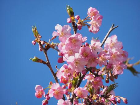 青空と花 背景,花,さくらの写真素材
