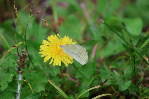 モンシロチョウが吸蜜する黄色い蒲公英の花 モンシロチョウが吸蜜する黄色い蒲公英の花の写真