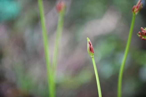 茎が伸びた開花前のヒガンバナのつぼみ 茎が伸びた開花前のヒガンバナのつぼみの写真