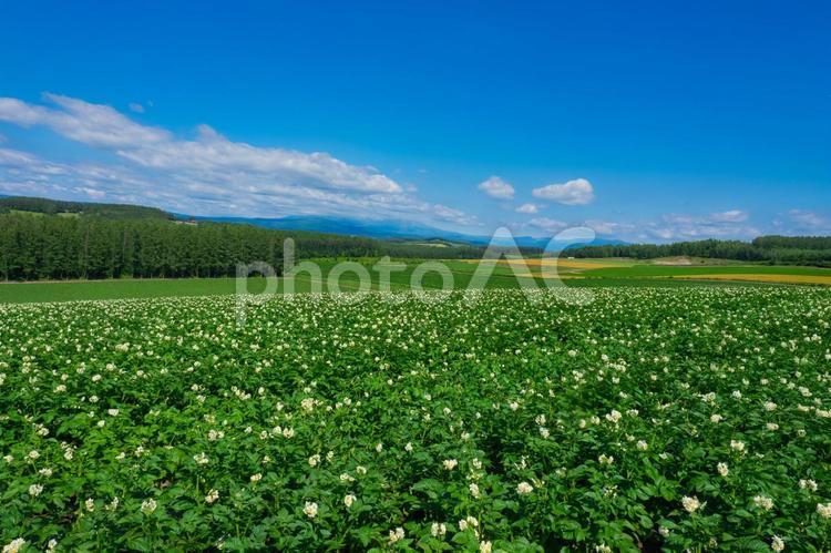 北海道　美瑛のジャガイモ畑 美瑛,畑,丘の写真素材