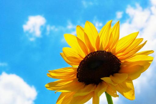 夏空に元気いっぱいに咲くひまわり 夏空に元気いっぱいに咲くひまわり ひまわり,向日葵,花の写真素材