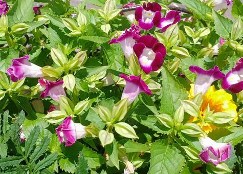 トレニア トレニア トレニア,ハナウリクサ,草花の写真素材