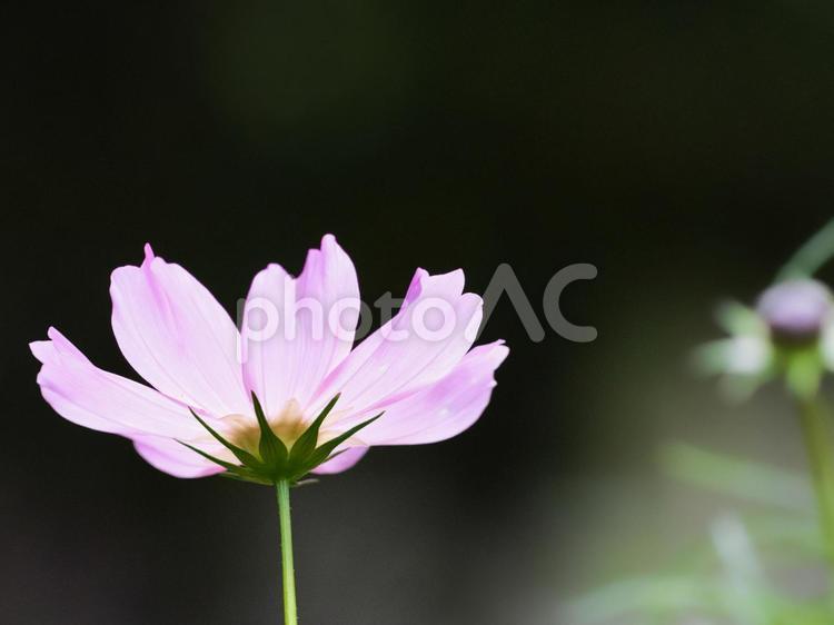 北海道札幌市青葉中央公園のコスモス こすもす,コスモス,秋桜の写真素材