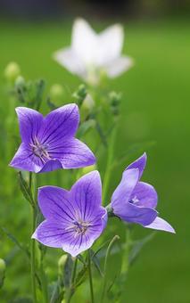 綺麗なキキョウの花 綺麗なキキョウの花の写真