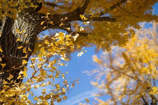 秋の散歩 秋,もみじ,晴れの写真素材
