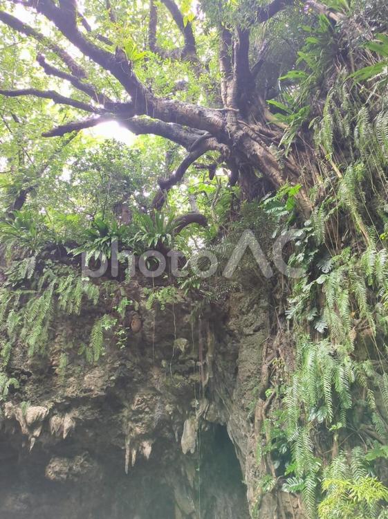 沖縄県　石垣島　崖下から観た神秘的な植物 沖縄県,石垣島,海の写真素材